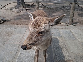鹿,動物,灰色