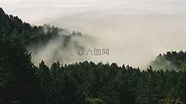 霧,森林,自然
