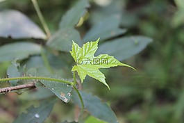 葉,生活,植物