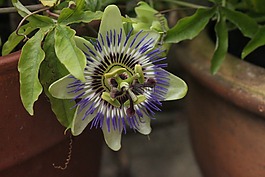 激情花,激情廠,花盆
