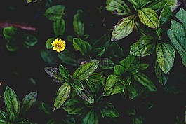 盛開,開花,露水