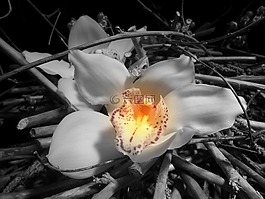 蘭花,花,黑與白