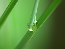 葉草,綠色,關(guān)閉