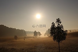 霧,葉子,草