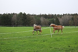 haflinger,野生,馬