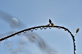 一滴水,雨滴,雨