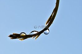 一滴水,雨滴,雨