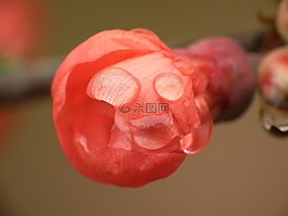 quitee,木瓜花,雨滴