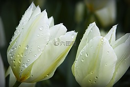 鮮花,滴水滴,性質(zhì)