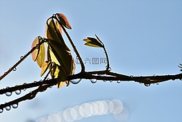 一滴水,雨滴,雨