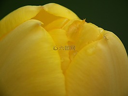 郁金香,黃色,植物群