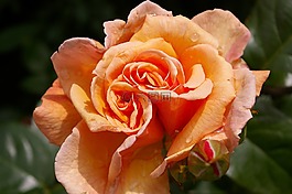 玫瑰,美,開花
