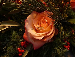 玫瑰,圣誕節(jié),花束