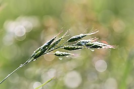草,草地,雨滴