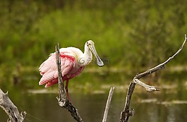 琵鷺,鳥,紅