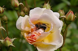 玫瑰,綻放,開(kāi)花