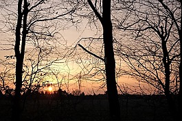 krefeld,日出,树木
