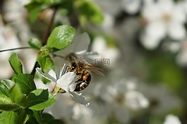 蜜蜂,花,春天