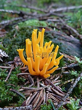 蘑菇,森林,黃色