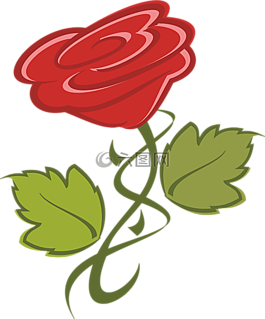 花,玫瑰,自然
