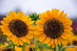 太陽(yáng)花,鮮花,黃色