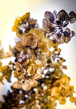 干燥廠,蜜蜂,細(xì)節(jié)