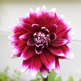 嬌琴紗,花,開花