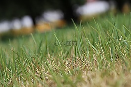 草,性質(zhì),綠色