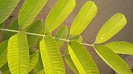 綠色的樹葉,綠色植物的葉子,綠色