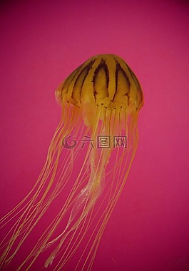 海蜇,水族館,海