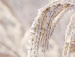 冬天,蘆葦,雪
