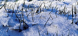 冬天,雪,牧場(chǎng)