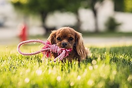 可愛的,動物,狗