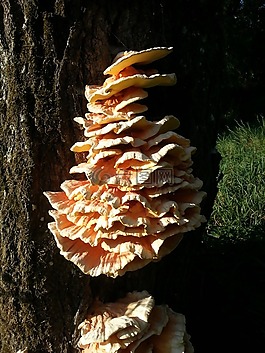 樹(shù)菌,樹(shù)上的蘑菇,baumschwamm