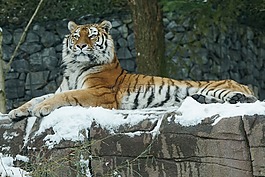 虎,amurtiger,猫