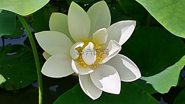 白蓮教,貼上,蓮花