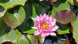 蓮花,池塘,水百合