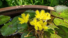 鮮花,水生植物,水百合