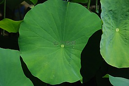 蓮花,葉,自然