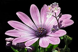 花,性質(zhì),植物