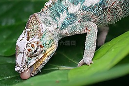 變色龍,黑豹變色龍,爬行動物