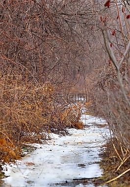 冬天的路径,景观,雪
