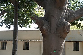 古代樹,分支機(jī)構(gòu),藝術(shù)