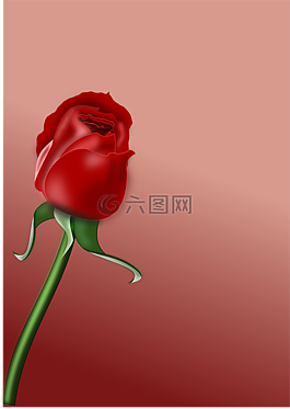 玫瑰,花,愛