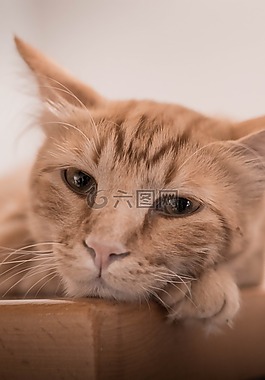 猫,姜,眼睛