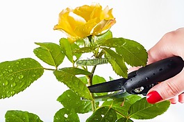 玫瑰,修剪,花園