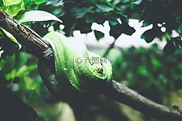 動(dòng)物,特寫,爬行動(dòng)物