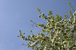樹(shù),布魯姆,開(kāi)花