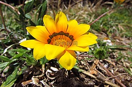 黃色,花,植物區(qū)系