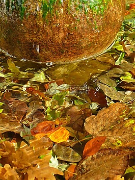 秋季,豐富多彩,葉子